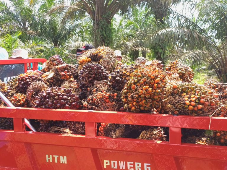 CPO Export increase 28 %